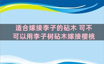 适合嫁接李子的砧木 可不可以用李子树砧木嫁接樱桃